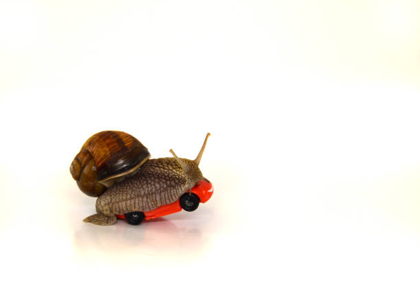 istock Speed. First. Slow achievement of the goal. 685796132