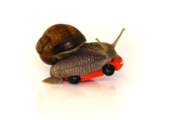 istock Speed. First. Slow achievement of the goal. 685796164