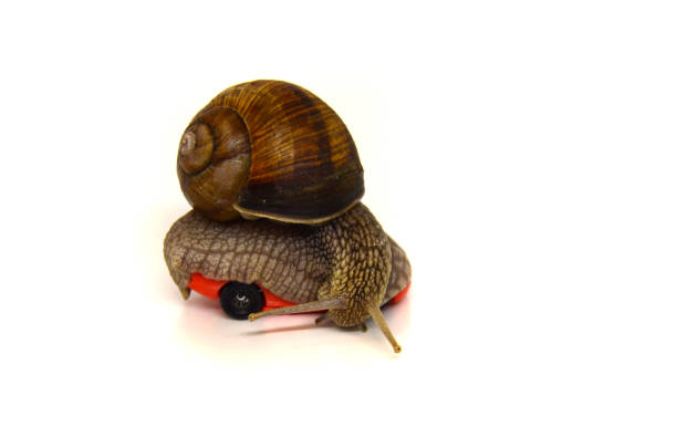 istock Speed. First. Slow achievement of the goal. 685796198