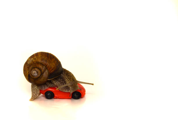 istock Speed. First. Slow achievement of the goal. 685796240