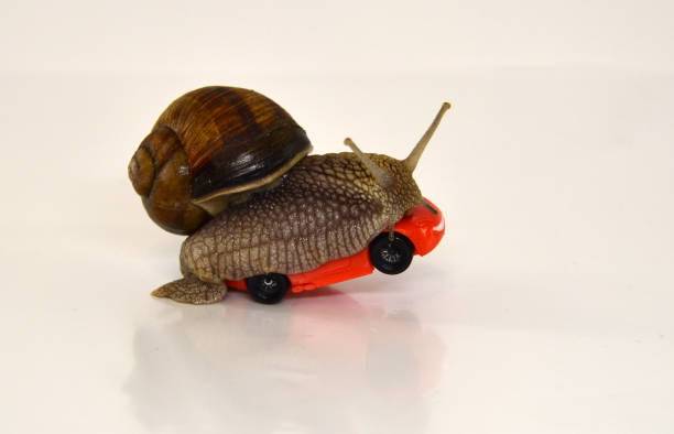 istock Speed. First. Slow achievement of the goal. 685796244