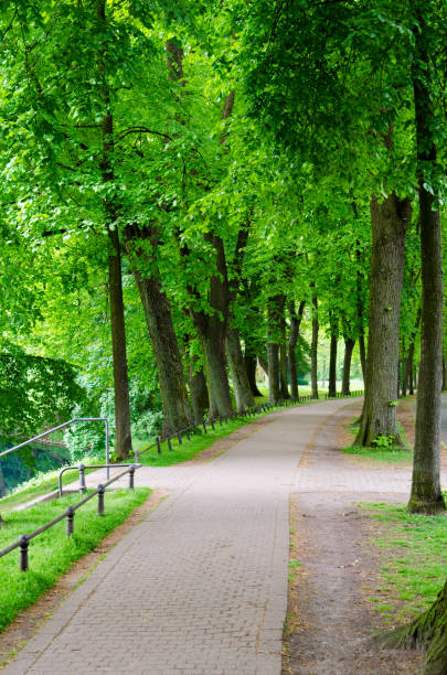 istock Footpath and bike way through alley and trees background with copy space 685797936