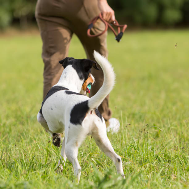 istock woman walks with a Parson Russell Terrier 685798662