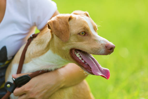 istock woman holds a dog in her arm 685798688