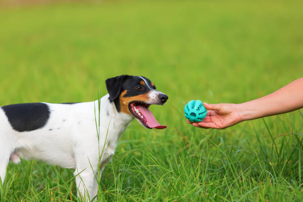 istock woman's hand reaches a ball to a dog 685798718