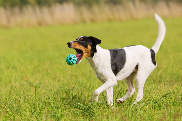 istock Parson Russell Terrier playing with a ball 685798768