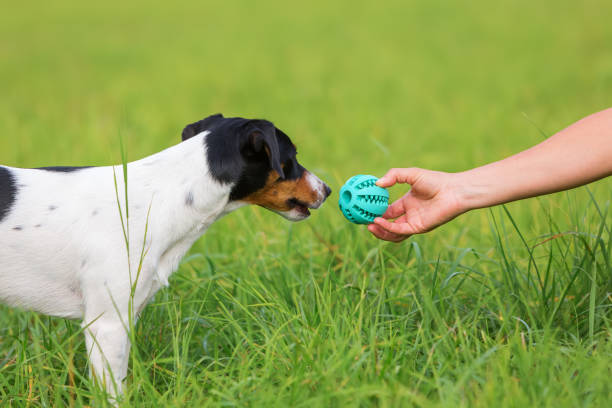 istock woman's hand reaches a ball to a dog 685798800