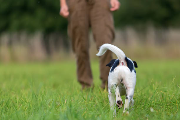 istock woman plays with her dog 685798806