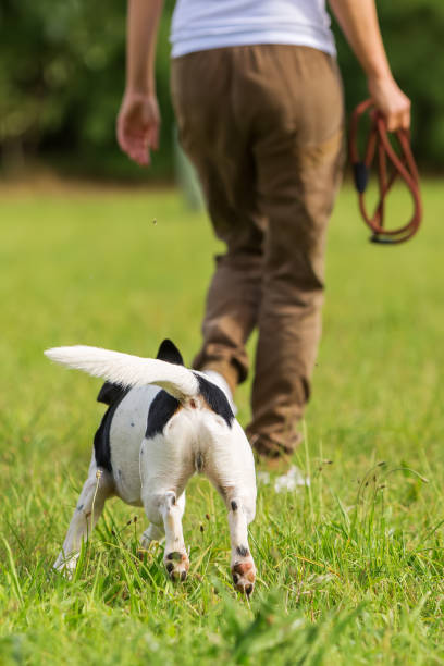 istock woman walks with a Parson Russell Terrier 685798820