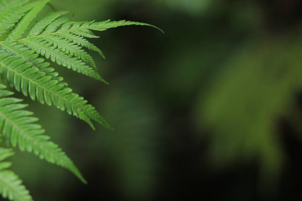 istock Green Fern1Leaves 685799530