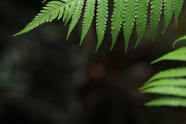 istock Green Fern2 Leaves 685799534