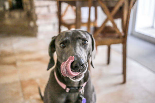 bon pour chien - weimaraner dog animal domestic animals photos et images de collection