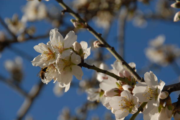 istock Almond blossom in Spain 685801098