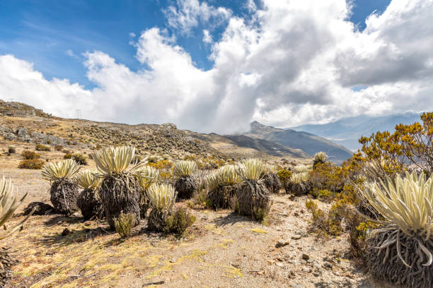 Frailejon plants at Pico El Aguila, Merida State, Venezuela Panoramic landscape of Gavidia valley with Frailejons. Merida state, Venezuela. Frailejon is an endemic plant that grows above 2800 over sea level and is found all over Cordillera de Los Andes in South America. merida venezuela stock pictures, royalty-free photos & images