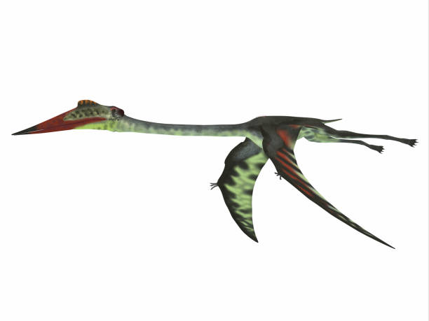 istock Quetzalcoatlus Wings Down 685802530