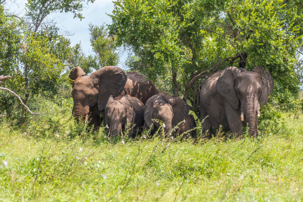 istock Elephant family hiding in shade, Kruger Park 685804604