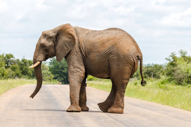 elephant crossing street en kruger park - south africa addo animal elephant fotografías e imágenes de stock