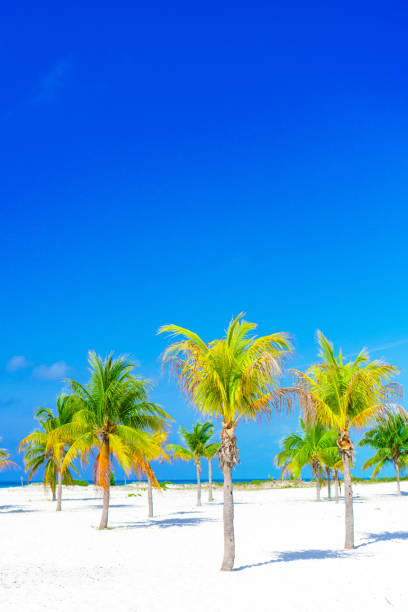 istock Palm trees on white sand beach. Playa Sirena. Cayo Largo. Cuba. 685805774