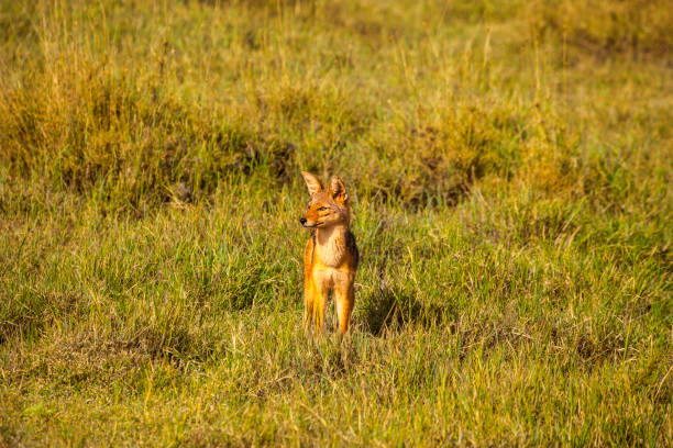 Jackal Jackal in Serengeti National Park, Tanzania. jackals stock pictures, royalty-free photos & images