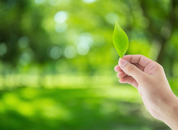 istock Hand with leaves on nature background - environment conservation concept. 685807138