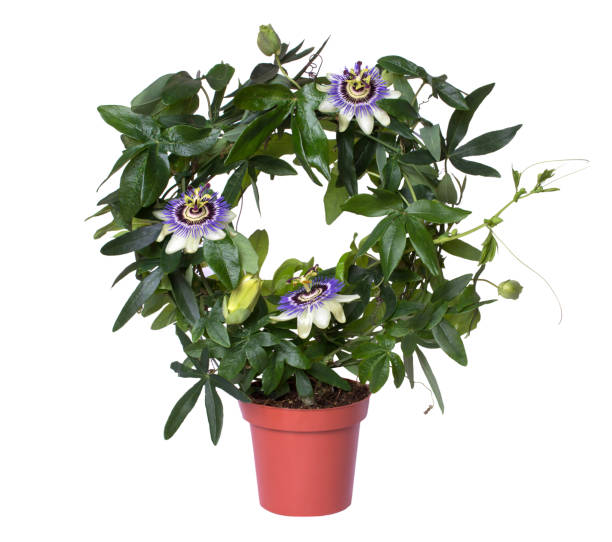 Flowering passiflora passionflower in a pot isolated on white background. Flowering passiflora passionflower in a pot isolated on white background butterfly purple blue isolated stock pictures, royalty-free photos & images