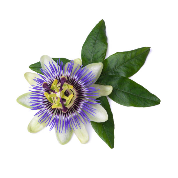 istock Passiflora passionflower isolated on white background. Big beautiful flower. 685807250