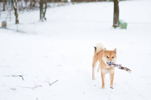 istock Shiba Inu Playing in the Park with a Stick 685807634