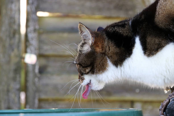 istock A young cat drinking rainwater from a water barrel 685807868