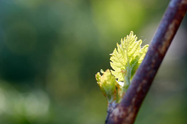 brote de vitis vinifera, vid de uva. hojas nuevas de brotes en th - napa grape vineyard vine fotografías e imágenes de stock