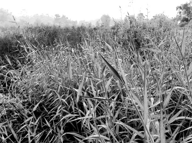 istock Grass in the countryside grassland 685808792