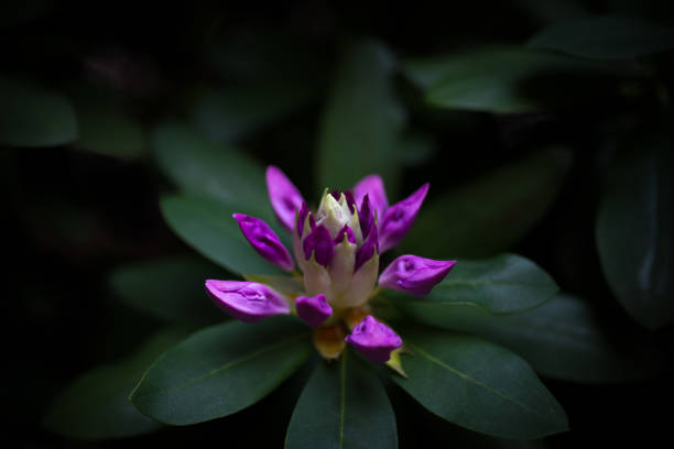 istock Purple Rhododendron Flowers 685808860