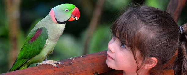 istock Little child looks at Alexandrine Parrot 685810202