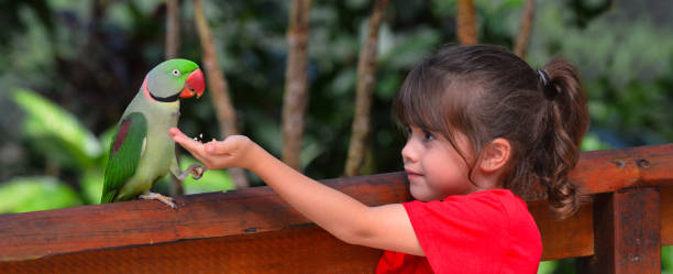 istock Little child feeds a Alexandrine Parrot 685810342