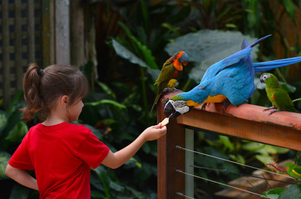 Little child (girl age 5-6) feed a Blue and Gold Macaw a native bird to central America and South America