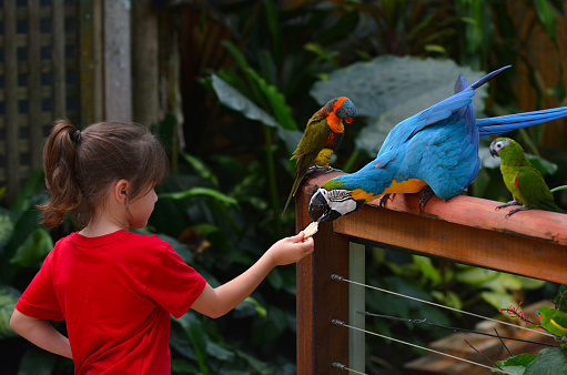 Little child (girl age 5-6) feed a Blue and Gold Macaw a native bird to central America and South America