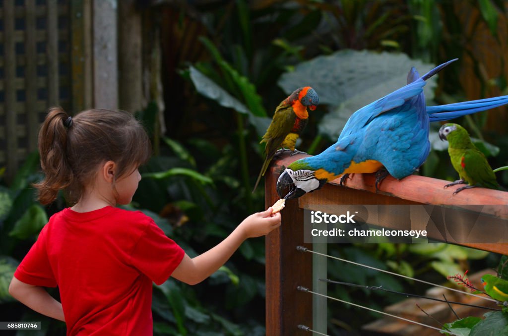 Little child feeds a Blue and Gold Macaw Little child (girl age 5-6) feed a Blue and Gold Macaw a native bird to central America and South America Zoo Stock Photo