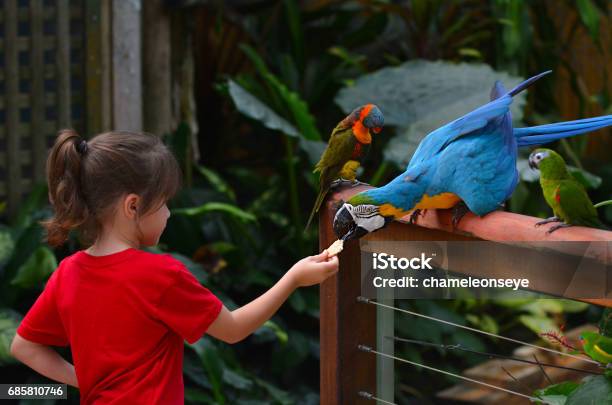 Little Child Feeds A Blue And Gold Macaw Stock Photo - Download Image Now - Zoo, Parrot, Child