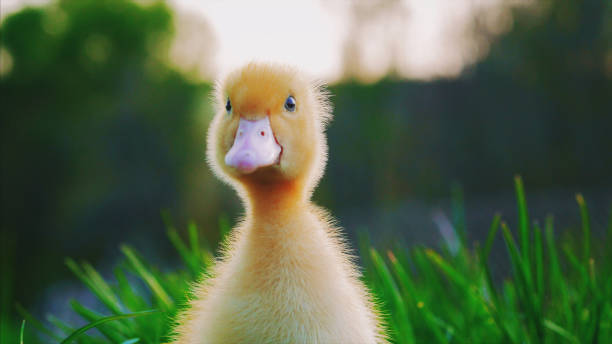 istock Little cute yellow duckling on green grass 685811220