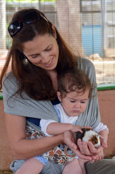 madre e bambino accarezzano cucciolo di porcellino d'india - guinea pig pets child stroking foto e immagini stock