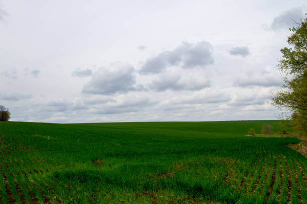 istock Field of young green wheat 685815230