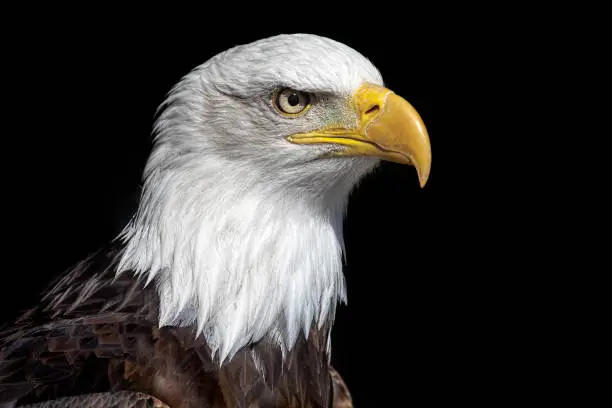 Photo of American bald eagle head close up against black background.