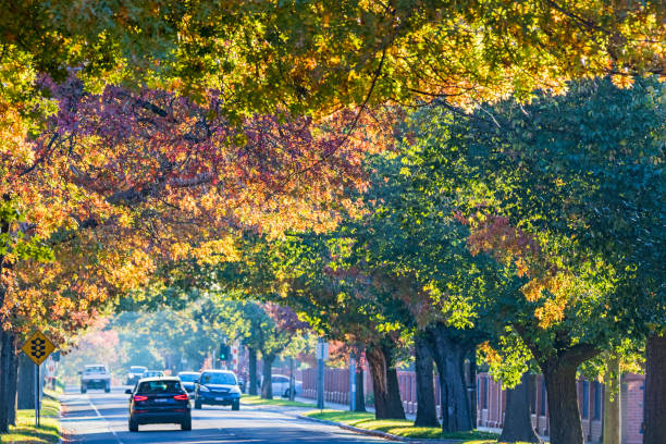 Melbourne, Australia – May 10, 2017: Mont Albert Road in Melbourne’s leafy eastern suburbs is famous for it’s Autumn (Fall) colors.  The colourful trees form an arch and canopy over the busy thoroughfare.   Horizontal.
