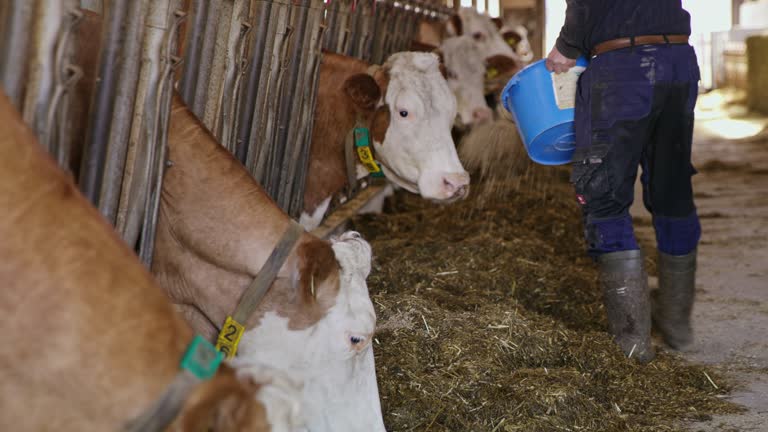 MS Farmer feeding cattle with food pellets