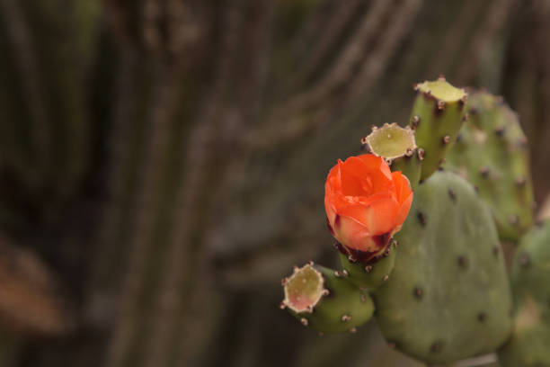 istock Orange flower on Prickly pear cactus, Opuntia 685820748