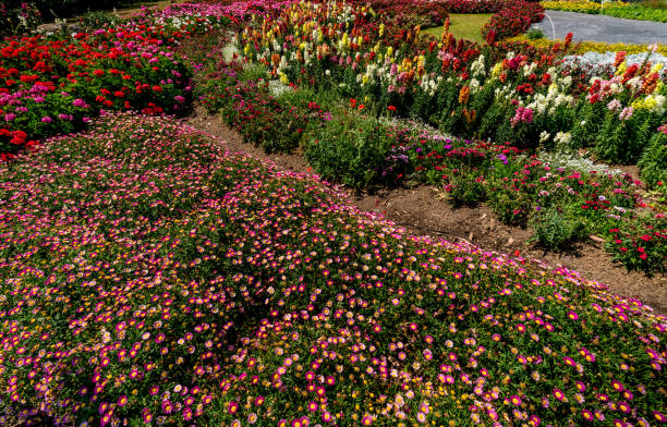 istock Colorful flowers bed 685823368