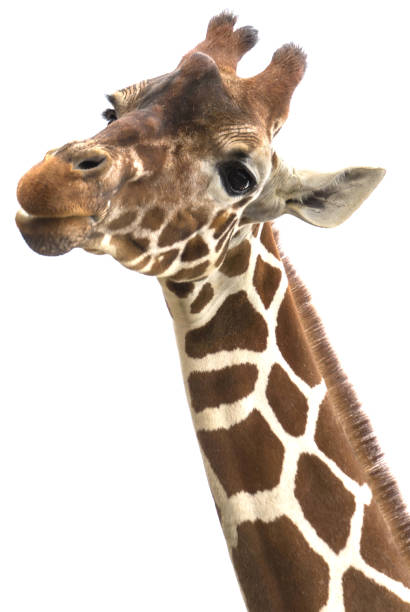 istock Giraffe heads isolated on white background 685824652