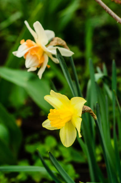 istock Yellow narcissus on flowerbed 685828940