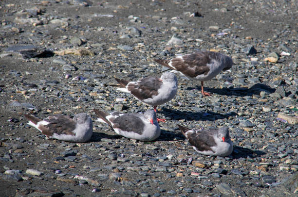 istock Argentina: Dolphin Gulls in Ushuaia 685830016