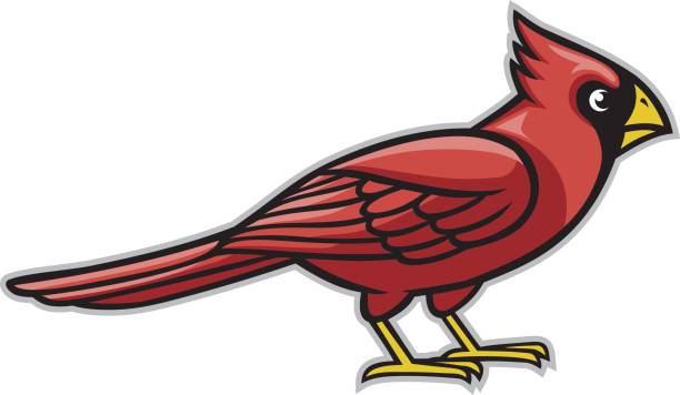 cardinal bird vector of cardinal bird cardinal mascot stock illustrations