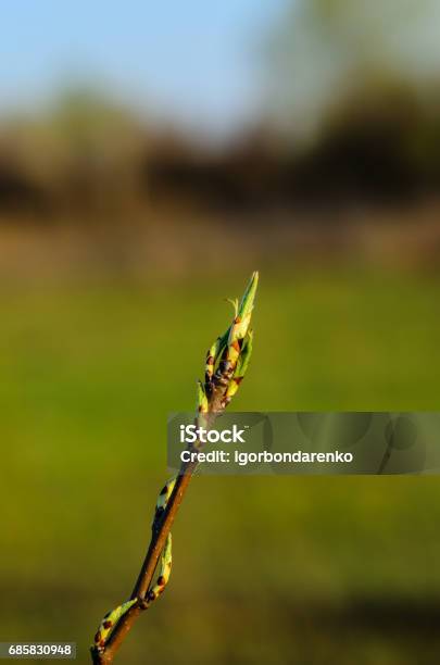 First Leaves On A Branch Of The Tree Stock Photo - Download Image Now - April, Backgrounds, Beauty